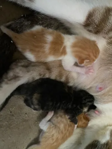 Gatinhos