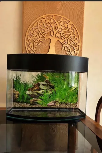 Vendo aquario curvo em ótimo estado