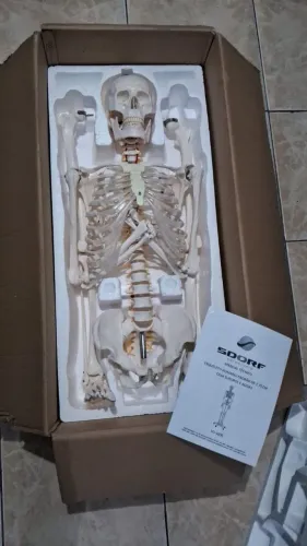Esqueleto Humano Padrão 1,70cm + Joelho Articulado