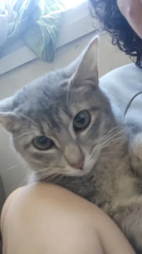 Gata fêmea