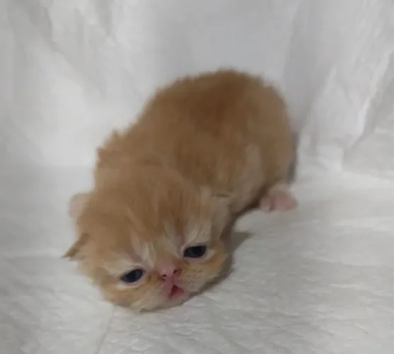 Persa Garfield - laranjinha
