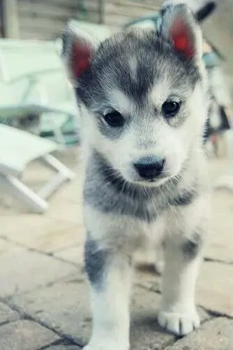Husky siberiano Disponível para fazer parte da sua família