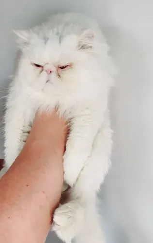 Gato persa macho cruza (não  venda)