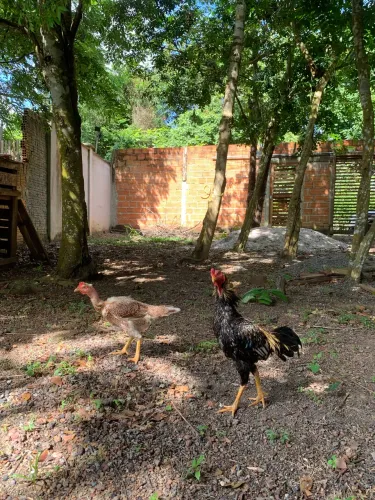 Galo de raça