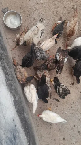 Vende se 14 frangos