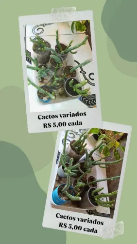VENDE-SE PLANTAS