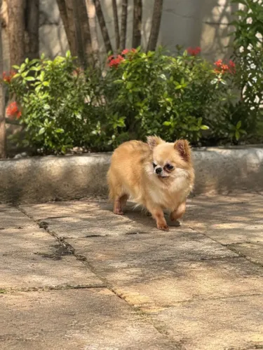 Chihuahua fêmeas adultas pelo longo e pelo curto á venda 