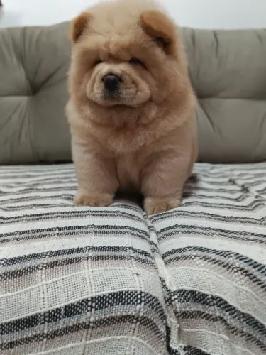 Chow Chow Americano