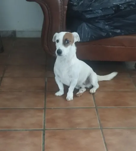 Jack Russel disponível para cobertura.