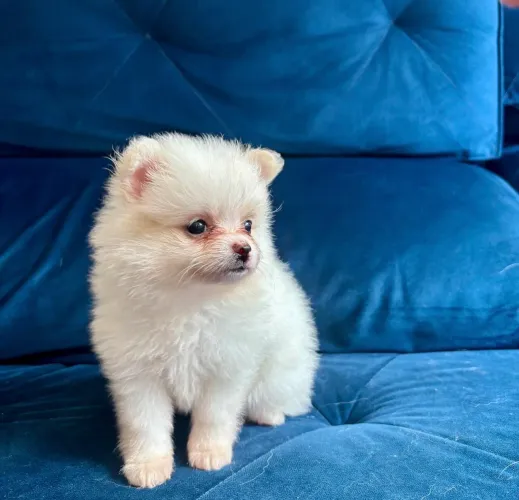 Lulu da Pomerania - Fêmea Branca com Pedigree