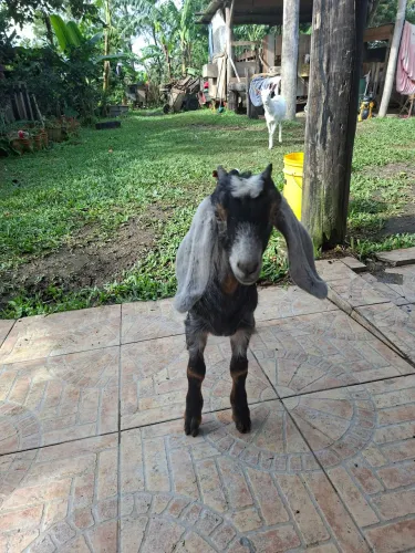 Vendo 