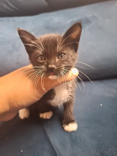 Gatinha Fêmea de 2 meses doação