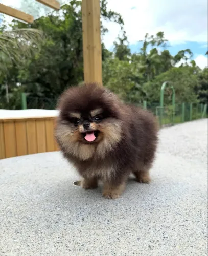 ? RESERVAS ABERTAS ? GARANTA O SEU SPITZ! (Lulu da Pomerânea)