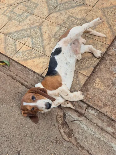 Basset Hound 