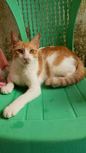 Gatinho