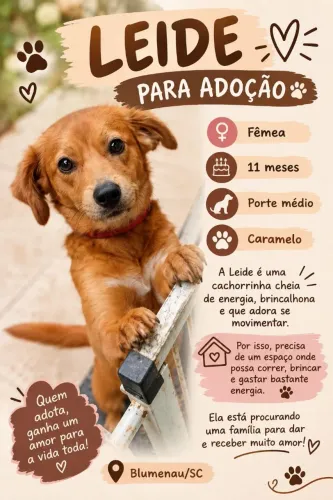 Doação cachorrinha caramelo 