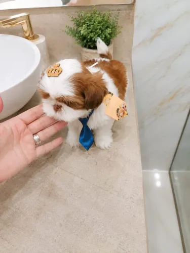 Shitzu lindo macho micro vacinado divido cartão tratar particular entrego