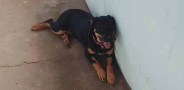 Rottweiler filhote puro vacinado e vermifugado 