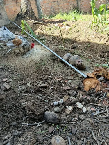 Ovos galinha ameraucana raça pura
