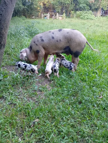 Vendo porca 1 cria com 5 leitão 