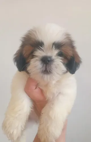 Lindos filhotes Shih Tzu macho e femeas
