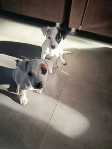 Filhote de Jack Russell terrier