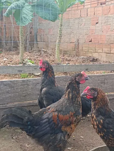 Vende-se frangos Black Cooper genética ovos de chocolate ?