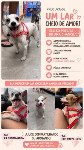 Cadela para doação responsável 