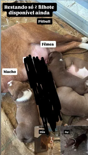 Filhotes de Pitbull