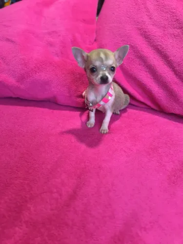 Chihuahua fêmea miniatura