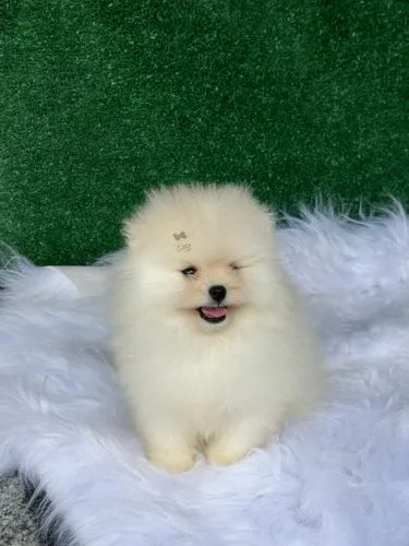 Filhote spitz alemão / macho micro 