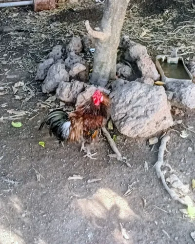 Vendo 3 galos