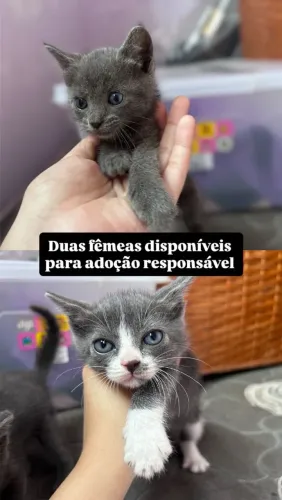 Duas gatinhas para adoção responsável