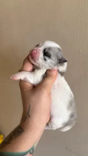 Spitz alemão anão com pedigree @ canil_accioly