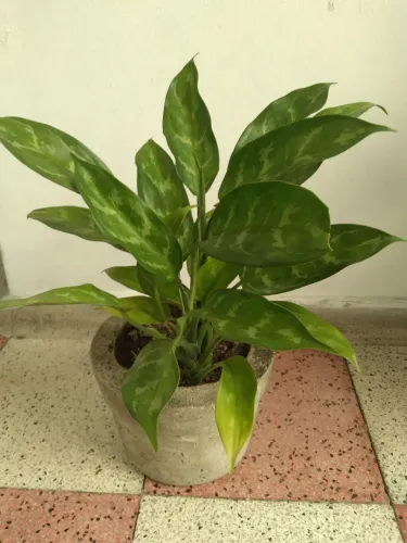 Plantas naturais 