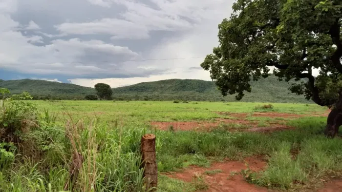 34 Hectares em Buritis-MG | Próximo a Brasília | Área Formada em Mombaça |
