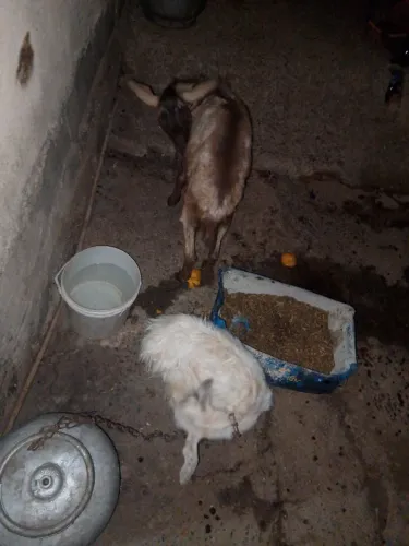 Vendo ou troco com algo do meu entece 