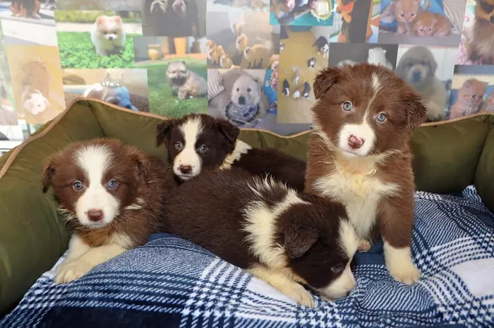 Border Collie | Lindos bebês disponíveis com entrega imediata