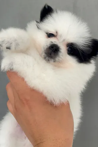Lulu da pomerania