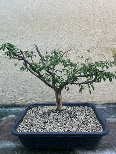 Bonsai de Piteco 3