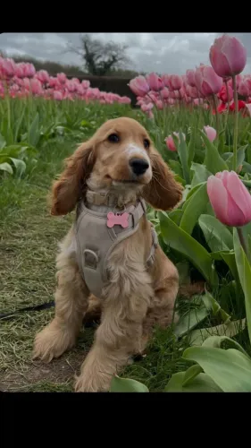 Cocker Spaniel Inglês filhote! O companheiro perfeito para sua família.