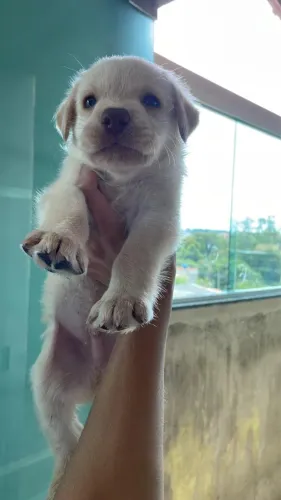 Filhote Labrador puro