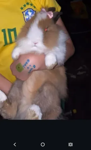 Coelha Lion