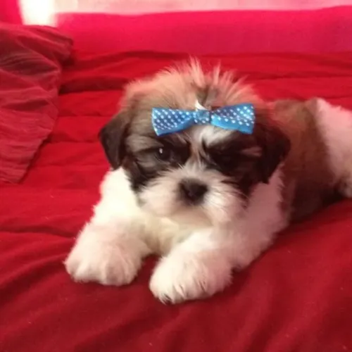 Shih Tzu Seu colo ainda está vazio? por enquanto