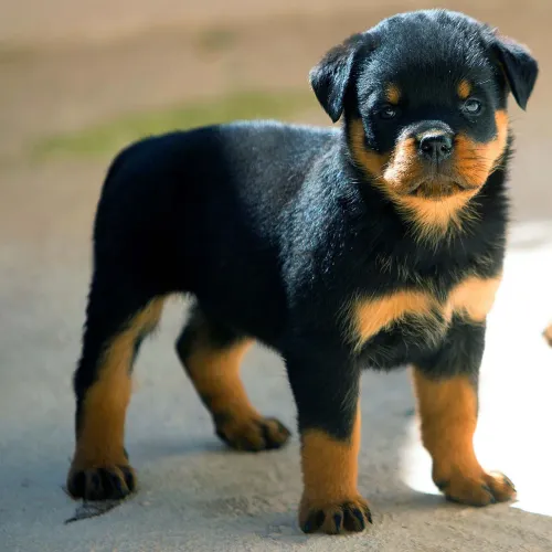 Filhote de Rottweiler o guardião mais fofo que você vai conhecer