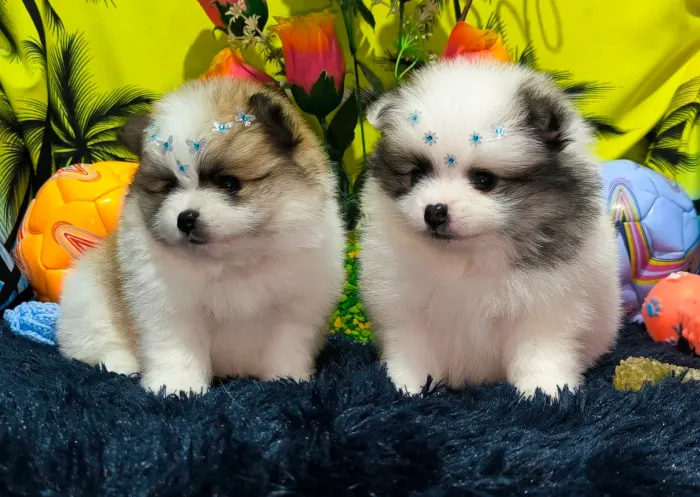 Lindos filhotes de Lulu da Pomerânia