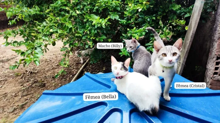 Doação de gatinhos