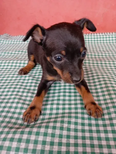 Pinscher 0