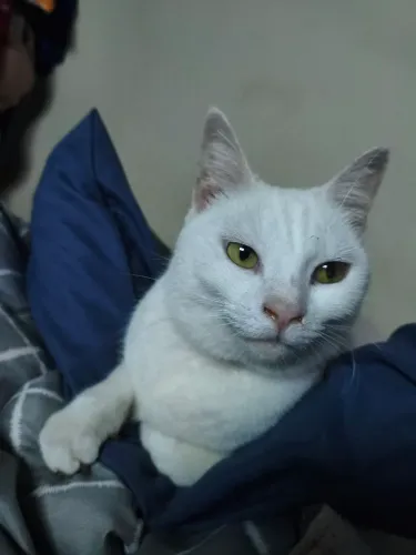 Doação da minha gatinha Ruanita?