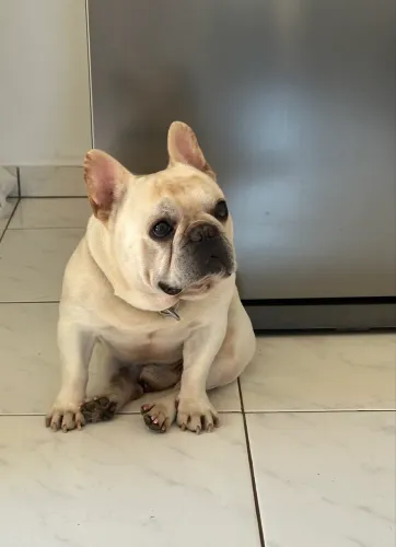 Bulldog Francês Padreador